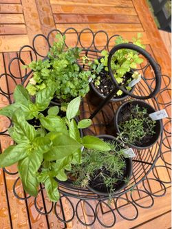 Herb Centerpiece