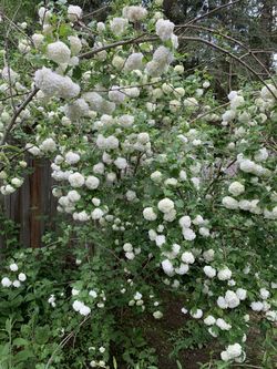 Eastern Snowball Plant