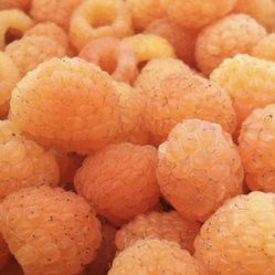 Organic Golden Raspberry cane