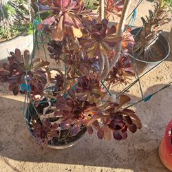 SUCCULENTS