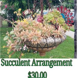 Succulent Arrangement Plant 