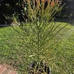 Fire Stick Suculent Cactus Plant 