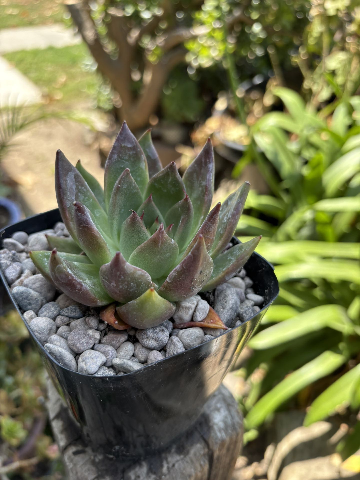 Succulents