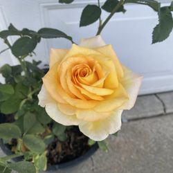Gold Medal Rose Bush Plant, In 5 Gallóns Pot Pick Up Only