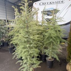 Deodore Cedar Trees 