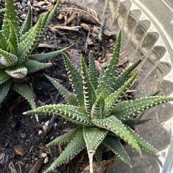 Zebra Stripe , Succulent 