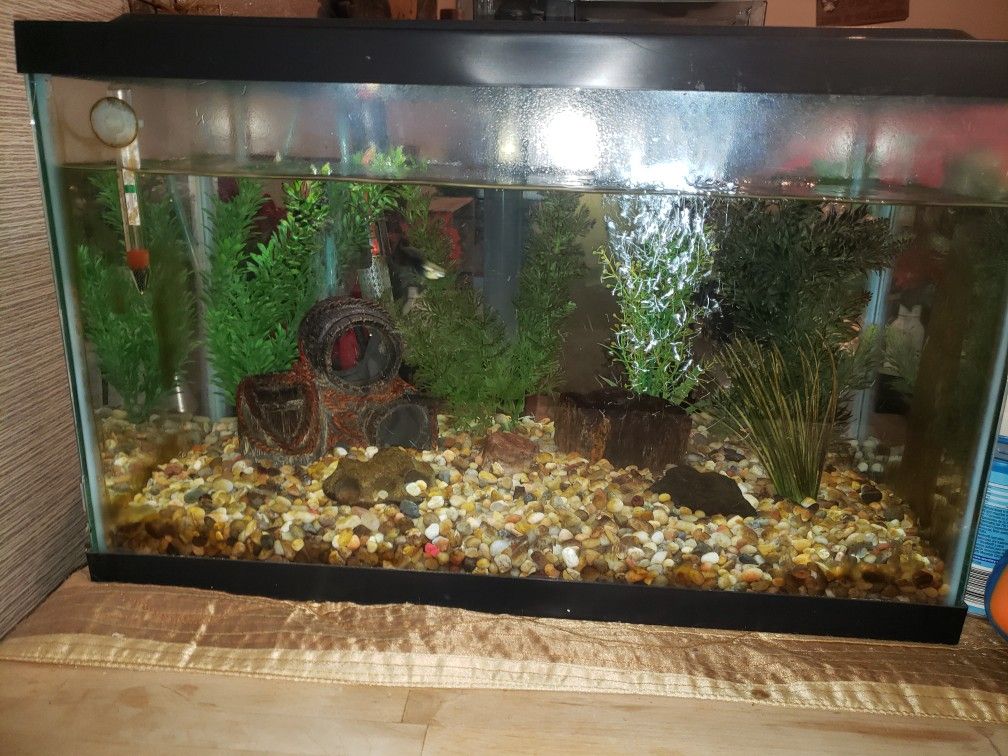 COMPLETE 10 GALLON FISH TANK