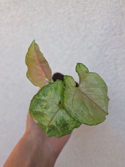 Plant