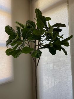 Fiddle leaf Plant