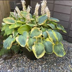 Stunning Extra Large Hosta Display Planter Containing Multiple Plants In Extra Large Ceramic Pot With Ceramic Saucer