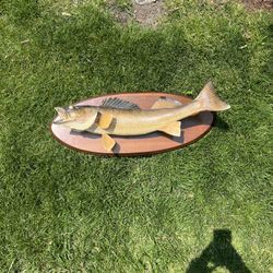 Taxidermy Fish