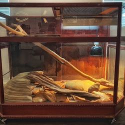 Reptile Enclosure Terrarium