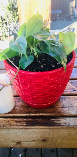 Live Indoor Philodendron house plant in a textured ceramic planter pot with base attached—firm $