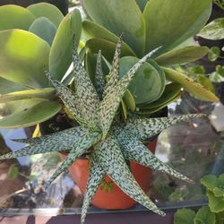 Crassula Plant+White Aloe Combo In One Pot Heathy For In House More Fresh Oxygen 