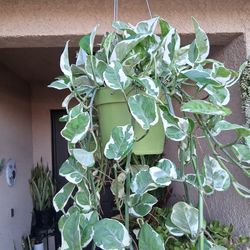 Large N'Joy Pothos Plant $29