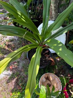 Giant crinum lily