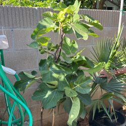 Fig Tree