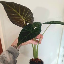 Alocasia Regal Shield 