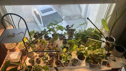 House Plants For Sale 