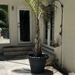 Palms Trees