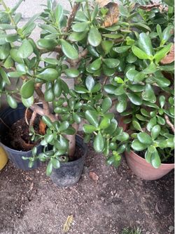 Succulents for garden