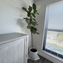 Live Fiddle Leaf Fig Tree 