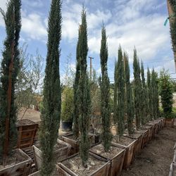 Italian Cypress