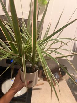 Indoor Plant