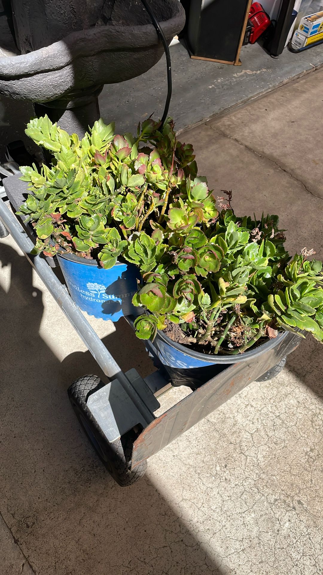 Free succulents