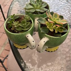 Succulent With Mug