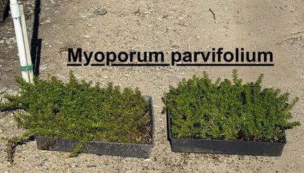 Myoporum Dirt Flats For Sale