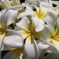 Plumeria Cuttings  In Pots