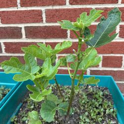 Delicious Fruiting  Fig Trees 