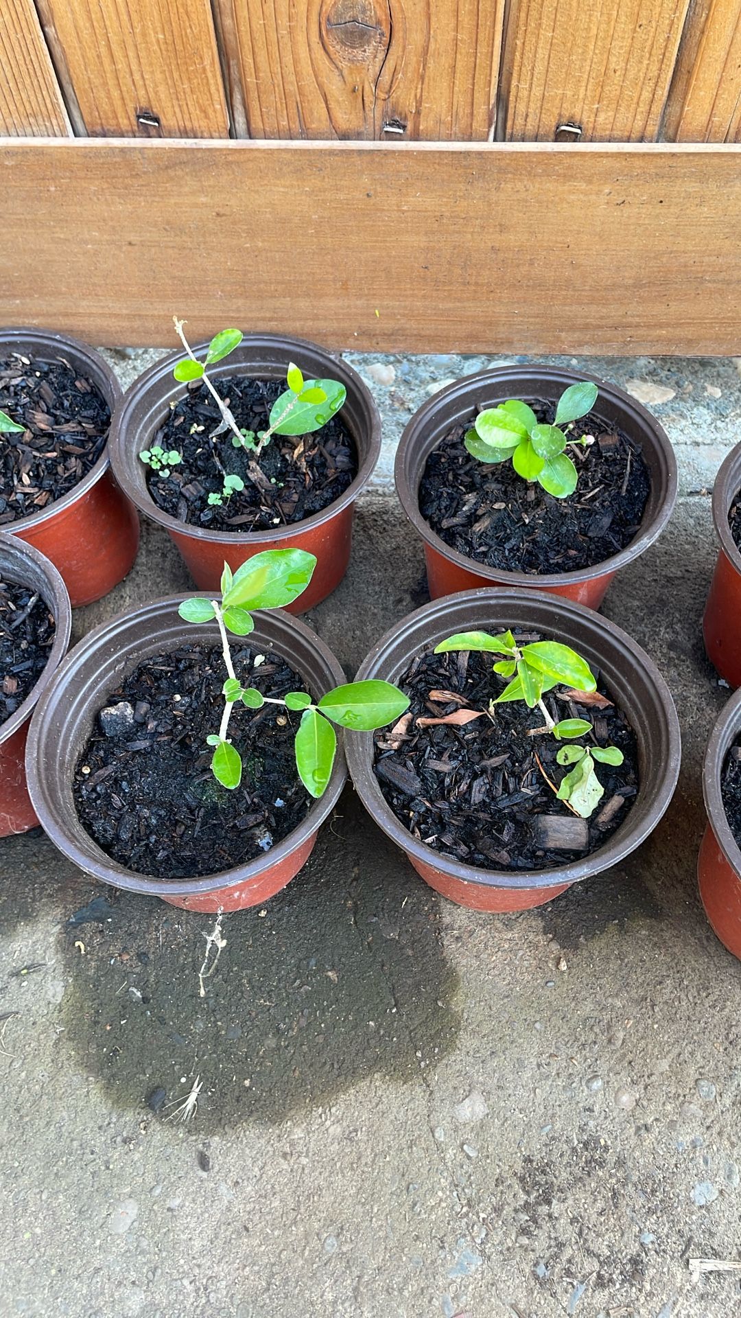 Barbados Cherry Tree Saplings
