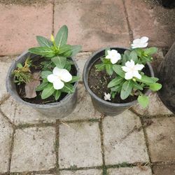 Beautiful Periwinkle Flower Plant Pot