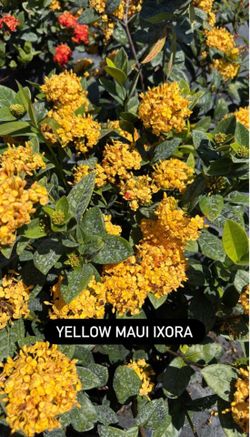 💛 Yellow Maui Ixora