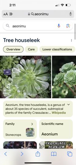 Lots Of Aeonium Or Little Chickens free Free
