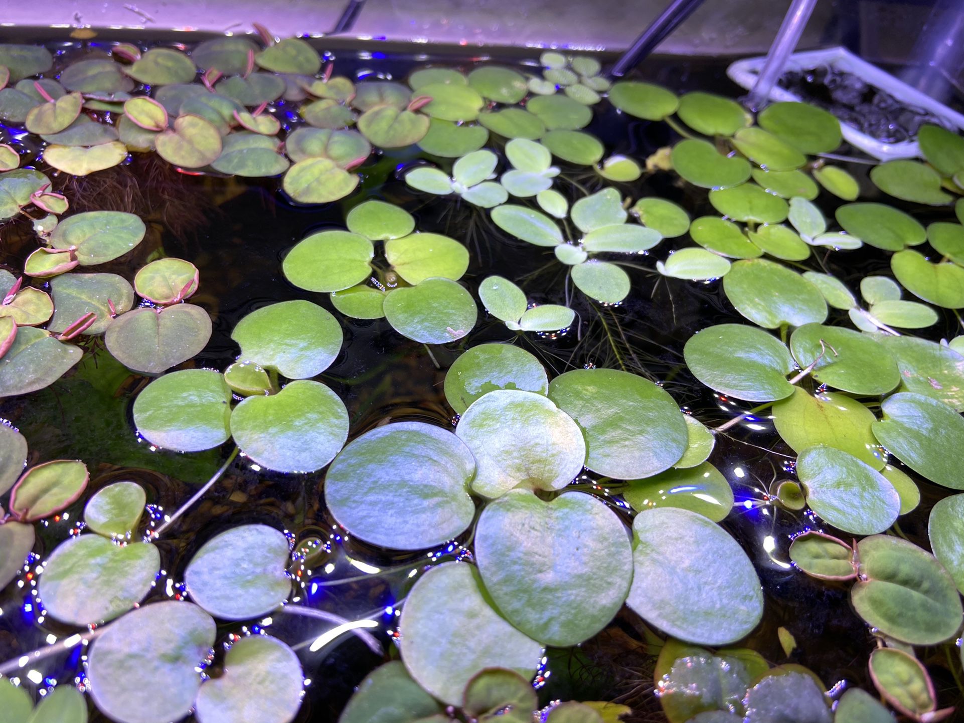 Live Aquarium Plants for a fish tank (Amazon Frogbit)