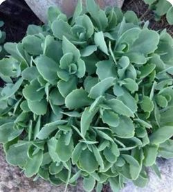 Live Forever Succulent