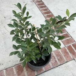 Plants 