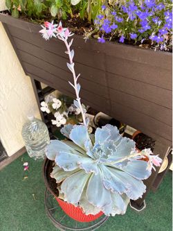 Large Decorative Cabbage Plant