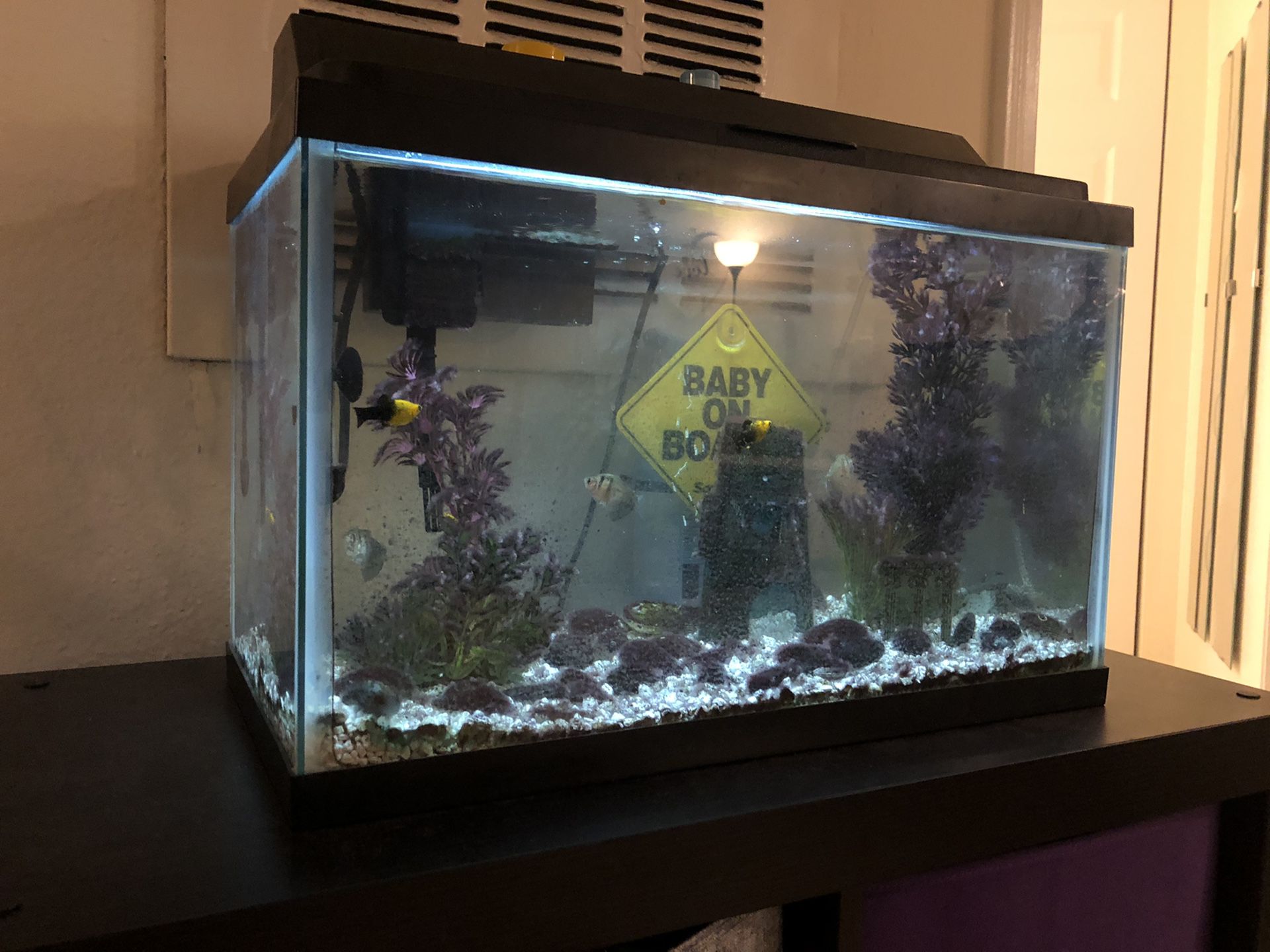 Fish tank 10 gallons