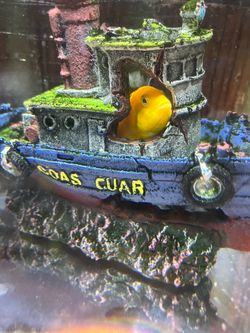Fish toy