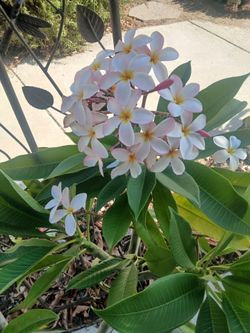Very Beautifyll Plumeria Cutting ready to Plant