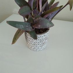 Purple heart Plant 