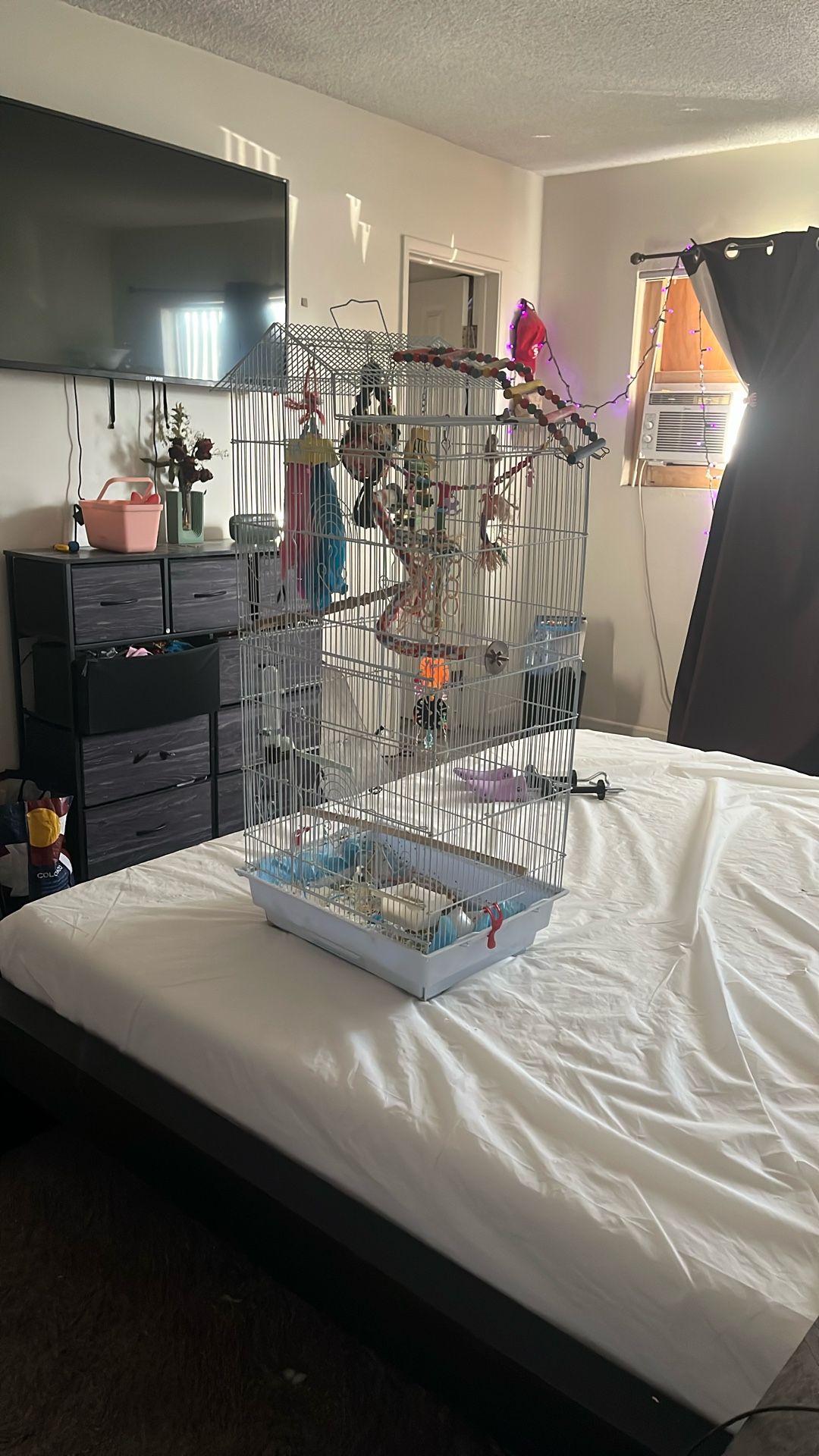 Free Bird Cage & Toys