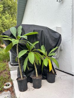 Plumeria small tree