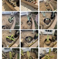 Agave, Cactus & Cuttings $5+