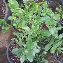 KAFFIR LIME . ( *CHEAP / High $30 )