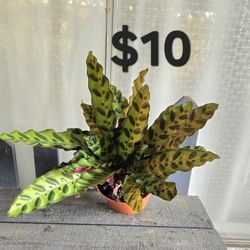 Rattlesnake Plant 